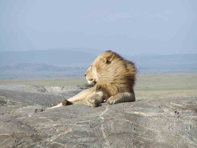 MaleLion